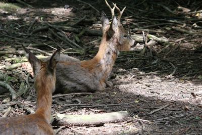 Deer in a forest