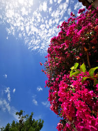 Low angle view of cherry blossoms in spring