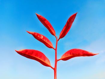 Low angle view of red flowering plant against blue sky