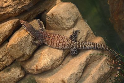 Close-up of lizard on rock