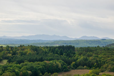 Scenic view of forest against sky