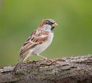 Close-up of bird perching on a tree