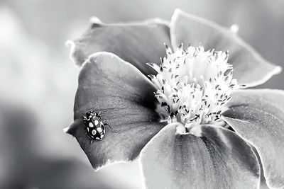 Close-up of flowers blooming outdoors