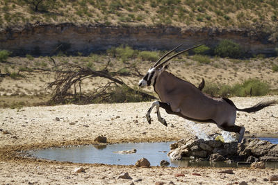 Side view of horse drinking water from beach