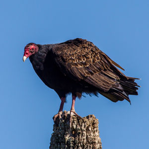 Low angle view of eagle perching on the sky