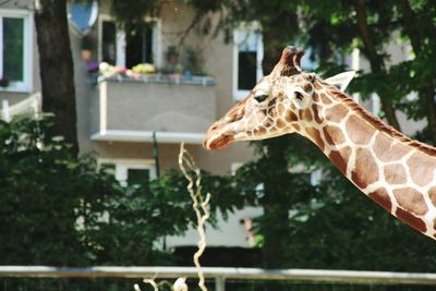 Close-up of giraffe