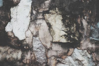 Full frame shot of a tree trunk