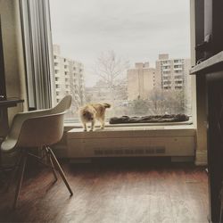 Cat in pen against sky