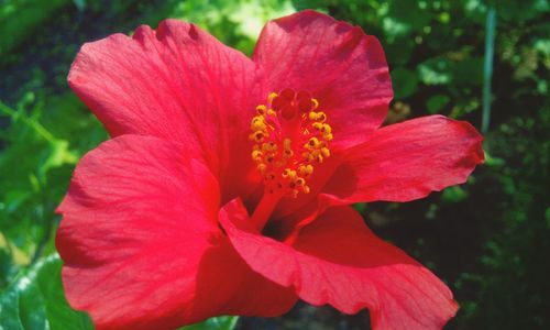 Close-up of red flower