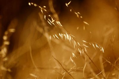 Close-up of plant against blurred background