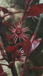 Close-up of red flowers