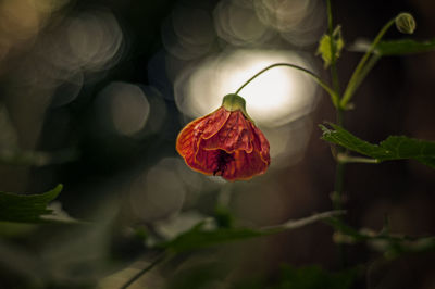 Close-up of rose on plant