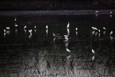 Birds flying over lake