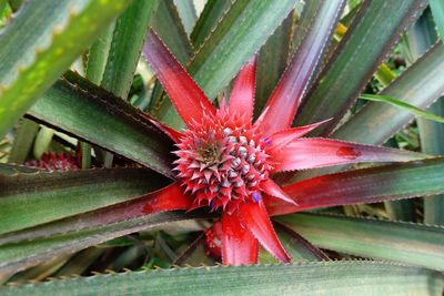 Close-up of red flowering plant