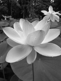 Close-up of flowers blooming outdoors