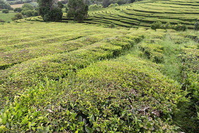 Scenic view of agricultural field