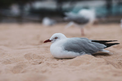 Close-up of seagull on sand