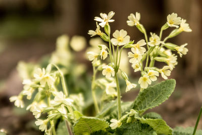 Close-up of flowering plant