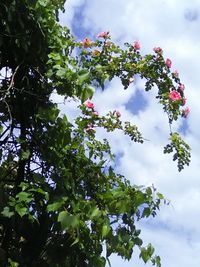 Low angle view of flowering tree against sky