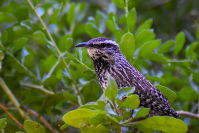 Close-up of a bird perching on plant