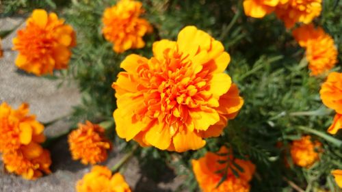 Close-up of marigold blooming outdoors