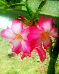 Close-up of pink flowering plant