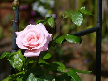 Close-up of pink rose