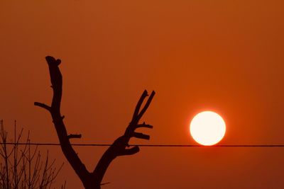 Low angle view of silhouette bird against orange sky