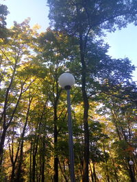 Low angle view of trees in forest against sky