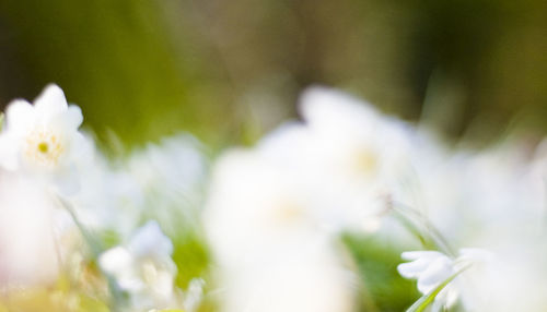 Close-up of white flowers blooming outdoors