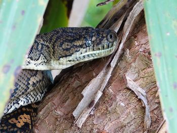 Close-up of lizard on tree trunk