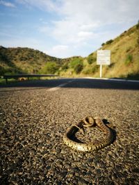 Close-up of snake on road against sky