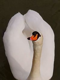 Close-up of swan in water