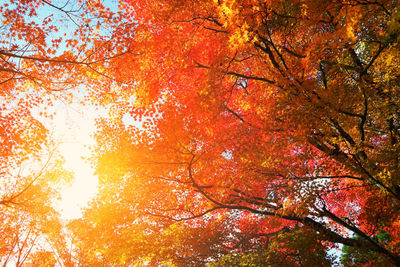 Low angle view of trees against sky