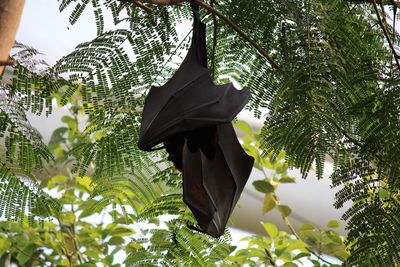 Low angle view of leaf hanging on tree