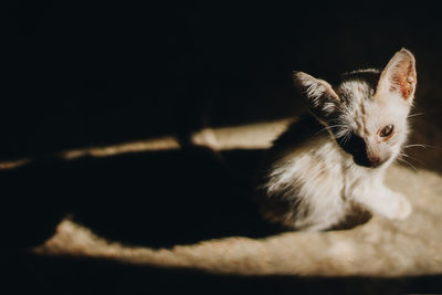 Close-up portrait of a cat sitting in sunlight 