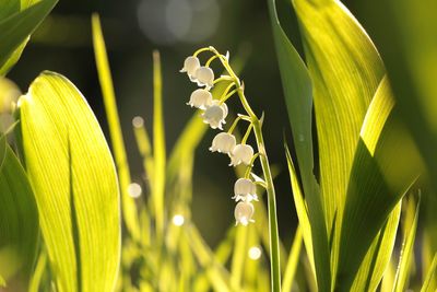 Close-up of yellow flowering plant on field