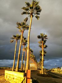 Trees against sky at night