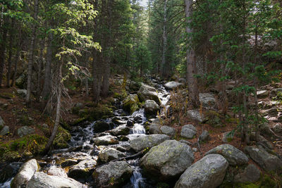 Stream flowing through rocks in forest