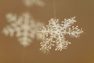 Close-up of plant in winter