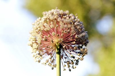 Close-up of wilted flower against blurred background