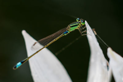 Close-up of damselfly perching on flower