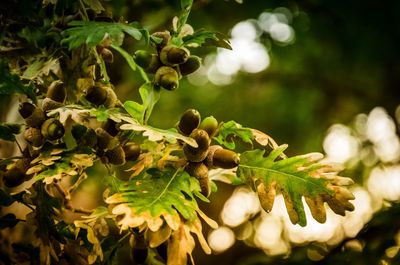 Close-up of fruits growing on tree