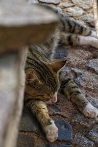 High angle view of cat sleeping