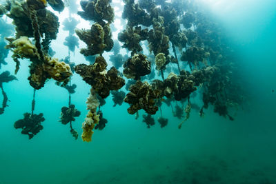 Oyster farm, ishikawa, notojima , japan