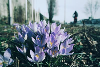 Close-up of purple crocus blooming outdoors