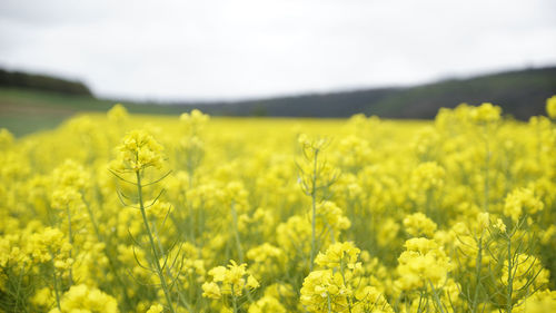 Scenic view of oilseed rape field