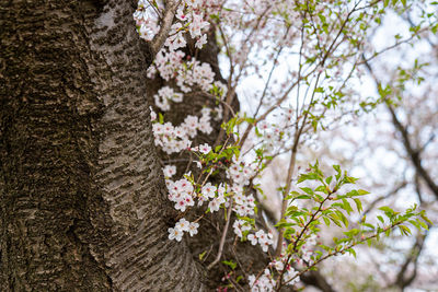 Close-up of cherry blossom tree