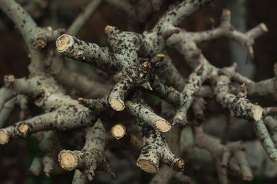 Close-up of rusty metal