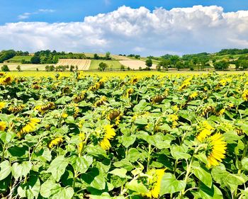 Scenic view of sunflower field against cloudy sky